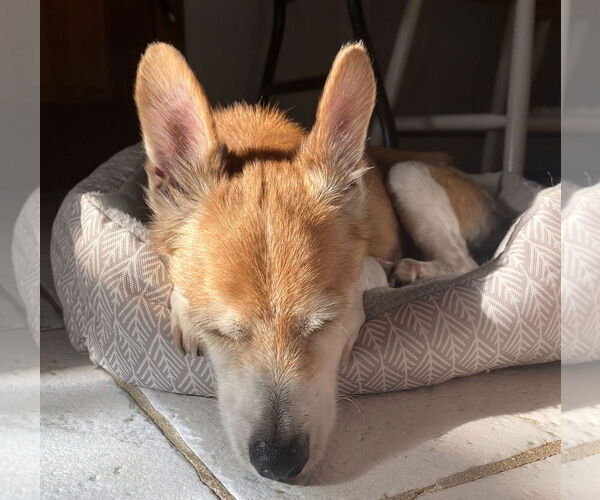 Medium Photo #14 Chihuahua-Unknown Mix Puppy For Sale in Boonton, NJ, USA