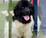 Small Photo #3 Newfoundland Puppy For Sale in DALE, IN, USA