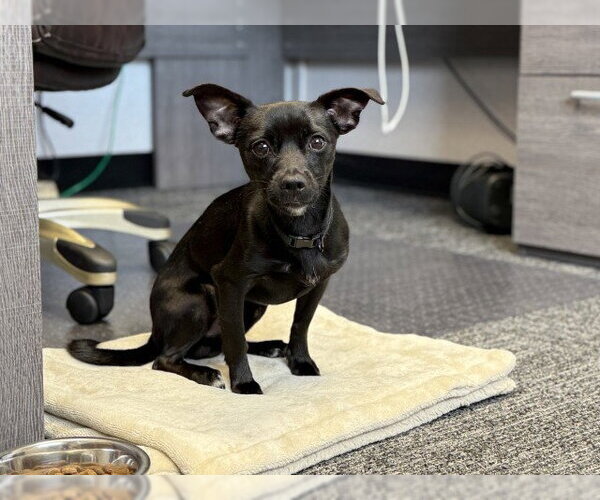 Medium Photo #1 Chihuahua Puppy For Sale in San Bernardino, CA, USA