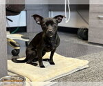 CHICO GRANDE - Male Chihuahua Dog for Adoption - Small photo
