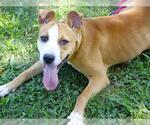 Small American Staffordshire Terrier Mix