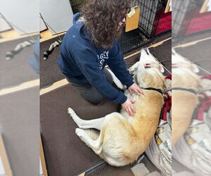 Courtesy Post: Davidson - Male Maremma Sheepdog-Unknown Mix Dog for Adoption - Photo #2