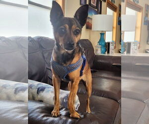 Chihuahua Dogs for adoption in Key Largo, FL, USA