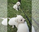 Puppy Puppy 2 Labrador Retriever