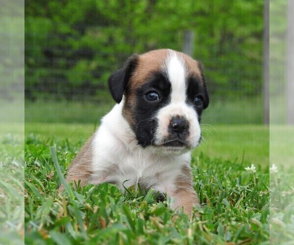 Medium Photo #6 Boxer Puppy For Sale in MANHEIM, PA, USA
