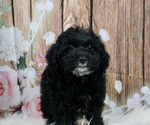 Small #2 Schnoodle (Miniature)