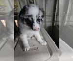 Puppy Puppy Male 3 Australian Shepherd