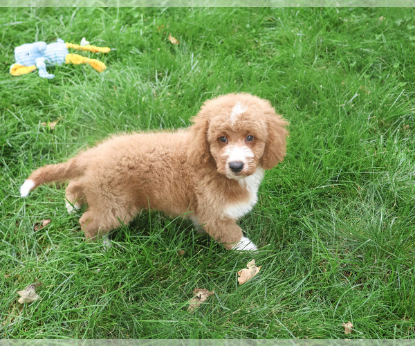 Medium Photo #6 Goldendoodle mix (+ Poodle Standard) Puppy For Sale in SYRACUSE, IN, USA