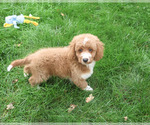 Lenny - Male Goldendoodle mix (+ Poodle Standard) Puppy for Sale - Photo #6