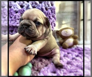 French Bulldog Puppy for sale in OJAI, CA, USA
