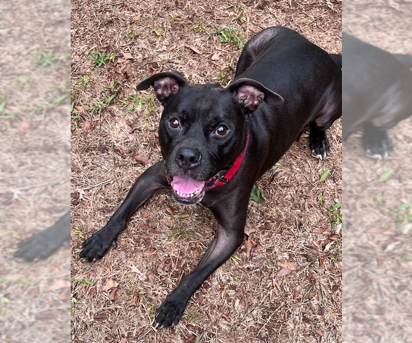Medium Photo #7 Bulloxer Puppy For Sale in Decatur, GA, USA