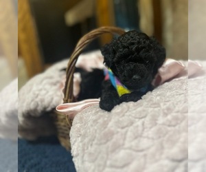 Medium Poodle (Toy)