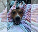 Small #35 American Pit Bull Terrier Mix