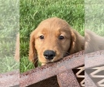 Small Photo #3 Golden Retriever Puppy For Sale in BEECH GROVE, IN, USA