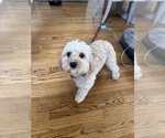 Small Cavapoo