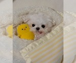 Small #3 Maltese