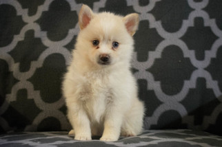Pomsky Puppy for sale in KENSINGTON, OH, USA