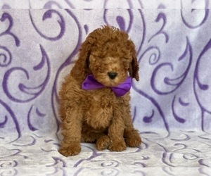 Cavapoo Puppy for sale in LANCASTER, PA, USA