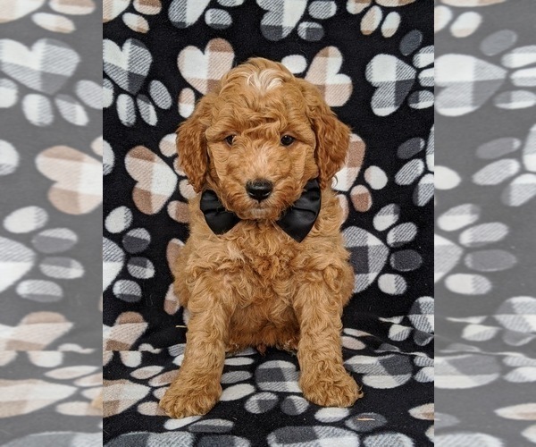 Medium Photo #4 Goldendoodle Puppy For Sale in NOTTINGHAM, PA, USA