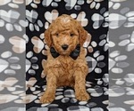 Small Photo #4 Goldendoodle Puppy For Sale in NOTTINGHAM, PA, USA