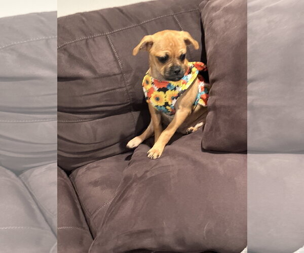 Medium Photo #3 Pug-Unknown Mix Puppy For Sale in Morganville, NJ, USA