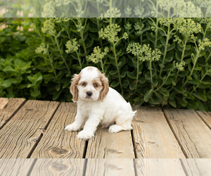 Medium Cocker Spaniel