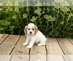Puppy Freckles Cocker Spaniel