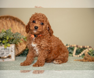 Goldendoodle (Miniature) Litter for sale in DUNDEE, OH, USA