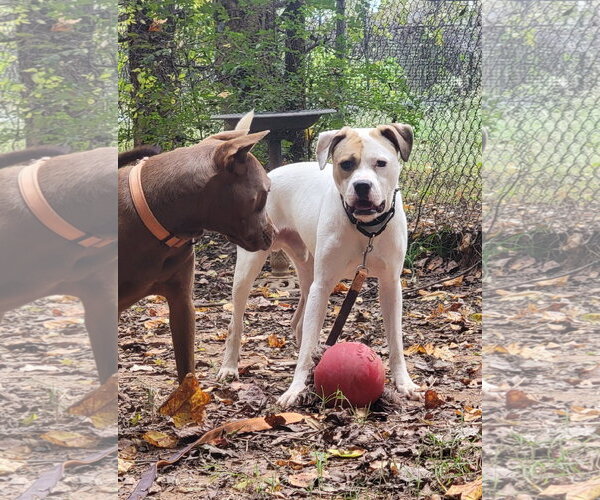Medium Photo #12 American Staffordshire Terrier-Unknown Mix Puppy For Sale in Arlington, VA, USA