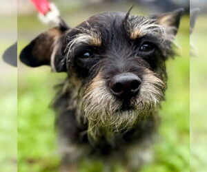 Cairn Terrier Dogs for adoption in Canton, CT, USA
