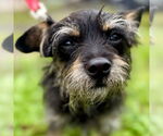 Small Cairn Terrier