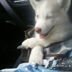 Siberian Husky Puppy for sale in BRONX, NY, USA