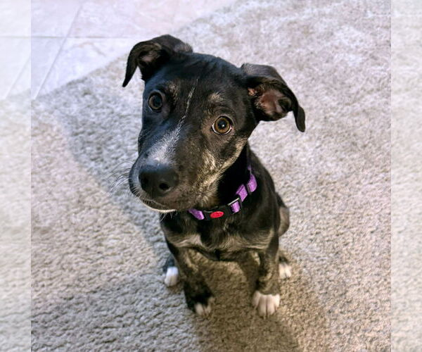 Medium Photo #4 Borador Puppy For Sale in GILBERTS, IL, USA