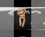 Small Photo #1 Goldendoodle Puppy For Sale in DENTON, TX, USA