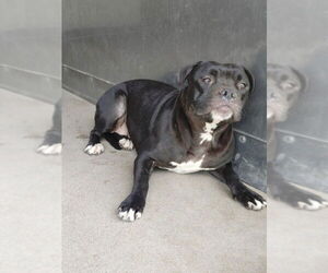 American Pit Bull Terrier Dogs for adoption in San Bernardino, CA, USA