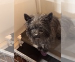 Small Photo #1 Cairn Terrier Puppy For Sale in HASTINGS, NE, USA