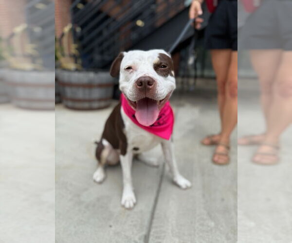Medium Photo #5 American Pit Bull Terrier-Unknown Mix Puppy For Sale in Alexandria, VA, USA