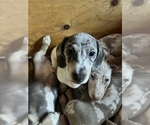 Small Photo #104 Dachshund Puppy For Sale in LAKEBAY, WA, USA