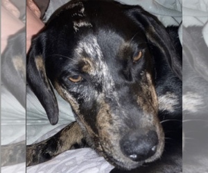 American Pit Bull Terrier-Catahoula Leopard Dog Mix Puppy for sale in MILL SPRING, NC, USA