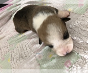 Pembroke Welsh Corgi Puppy for sale in RAMONA, OK, USA