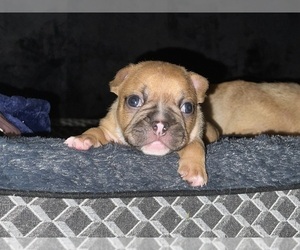 French Bulldog Puppy for sale in LONG BEACH, CA, USA