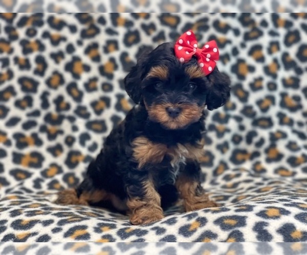 Medium Photo #9 YorkiePoo Puppy For Sale in LAKELAND, FL, USA
