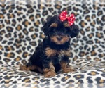 Small Photo #9 YorkiePoo Puppy For Sale in LAKELAND, FL, USA