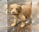 Small Photo #9 Goldendoodle Puppy For Sale in BELLVILLE, OH, USA
