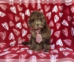 Small #4 ShihPoo