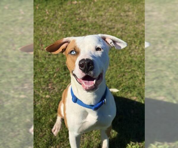 Medium Photo #2 Mutt Puppy For Sale in Sugar Land, TX, USA