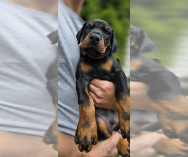 Medium Photo #2 Doberman Pinscher Puppy For Sale in WHEELING, IL, USA