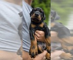 Small Photo #12 Doberman Pinscher Puppy For Sale in WHEELING, IL, USA