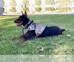 Small Photo #44 Doberman Pinscher Puppy For Sale in YUCCA VALLEY, CA, USA