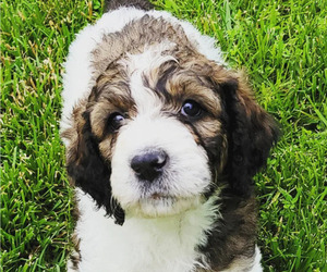 Bernedoodle Puppy for Sale in SAINT LOUIS, Missouri USA